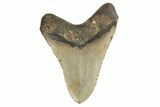 Fossil Megalodon Tooth - North Carolina #190840-2
